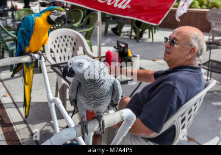 Ältere Kunden mit zwei Papageien in Sidewalk Cafe im Main Street Mall in Grand Junction, Colorado, USA Stockfoto