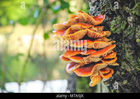 Orange Pilze am Baumstamm Stockfoto