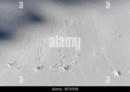 Schneebälle und Titel auf den Hang des Oregon Wallowa Mountains. Stockfoto
