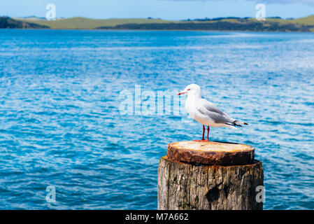 Red-billed Gull, Larus novaehollandiae, Sitzstangen auf Post bei Te Hapua Parengarenga, mit Blick auf den Hafen, die North Island, Neuseeland Stockfoto