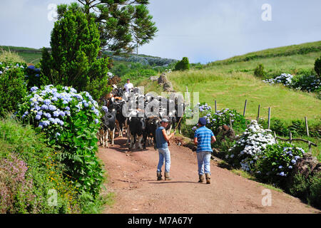 Traditionelle Feste in São Tomé und Príncipe (Bodo de Leite). Die Landwirte mit ihren Ochsen, São Jorge, Azoren, Portugal Stockfoto