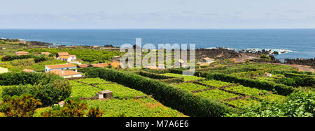 Weinberge in Biscoitos. Auf der Insel Terceira, Azoren. Portugal Stockfoto