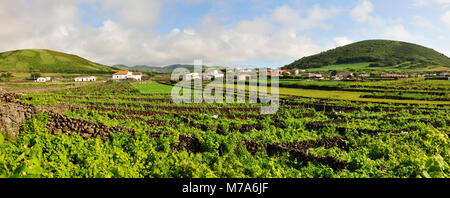 Weinberge. Die Insel La Graciosa, Azoren. Portugal Stockfoto