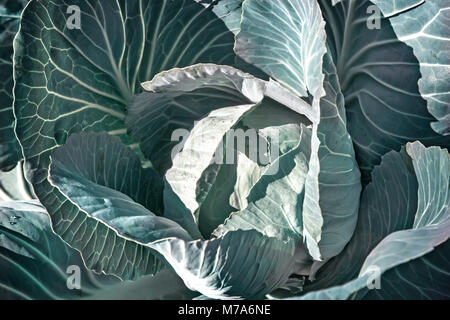 Im Garten auf einem Bett wächst ein großer Kopf von Kohl mit grossen Blättern. Schließen eingereicht. Stockfoto