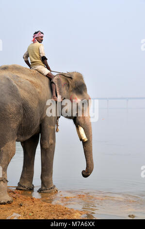 Elefanten und mahout. Sonepur Mela, Indien Stockfoto