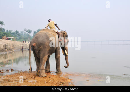 Die Badewanne der Elefanten mit dem Mahout bei Sonepur Mela, Bihar, Indien Stockfoto
