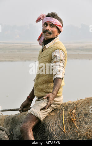 Mahout in Sonepur Mela, Indien Stockfoto