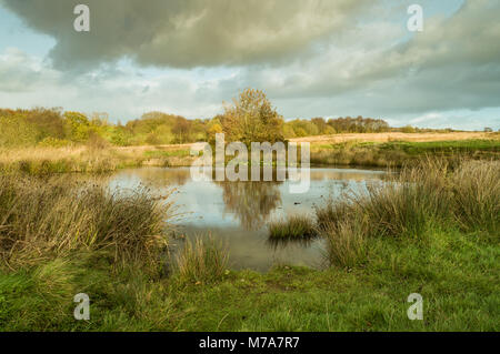 Reflexion auf dem Wasser von einem Baum mit goldenen Blätter, die von der Bank von einem Teich mit Seerosen und Schilf. Auf Wetley Moor, Staffordshire. Stockfoto