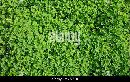 Grünen Klee Textur, Hintergrund, Detailansicht mit Details, Ansicht von oben Stockfoto