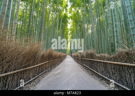 Am frühen Morgen großem Betrachtungswinkel von Pfad- und Sonnenstrahlen an Sagano Arashiyama Bambuswald in Kyoto, Japan Stockfoto