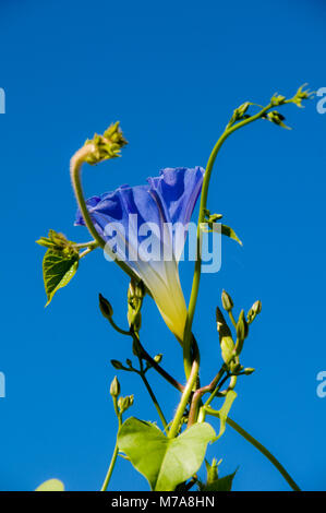 Morning glory und Knospen gegen deep blue sky Stockfoto