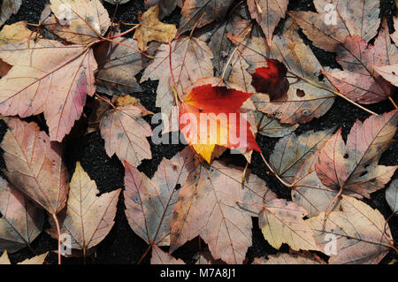 Vorderseite Red maple leaf unter anderem Umgeworfenen Stockfoto