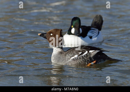 Schellente, Bucephala clangula Frau mit männlichen hinter Stockfoto