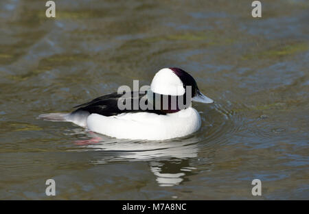 Bucephala albeola Bufflehead-männlichen Diving Duck von Alaska & Kanada Stockfoto