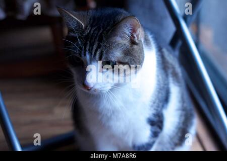 Pet-tabby Katze auf Holz, zu Hause zu sitzen, auf der Suche nach etwas. Stockfoto