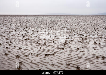 Wattwurm wirft in Morecambe Bay UK bei Ebbe. Wattwürmer sind ein beliebter Köder Zum Angeln im Meer. Stockfoto