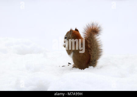 Ein wenig Amerikanische Rote Eichhörnchen (Tamiasciurus hudsonicus) auf der Suche nach Nahrung an einem verschneiten Tag. Stockfoto