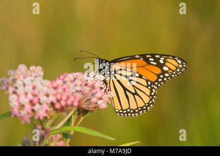 03536-047.05 Monarch (danaus Plexippus) auf Sumpf Seidenpflanze (Asclepias incarnata) Marion Co.IL Stockfoto