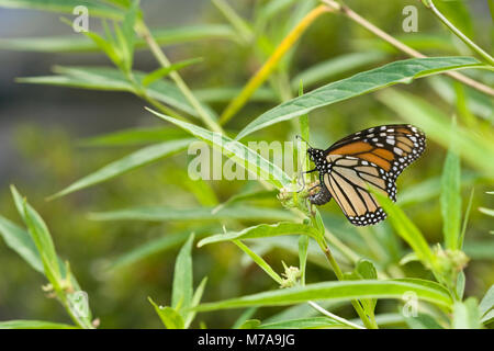03536-04713 Monarch (danaus Plexippus) weibliche Eier auf Sumpf Seidenpflanze (Asclepias incarnata) Marion Co.IL Stockfoto