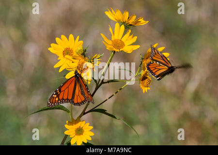 03536-05019 Zwei Monarchfalter (danaus Plexippus) auf berufkraut (Senecio) glabellus Prairie Ridge State Natural Area, Marion Co., IL Stockfoto