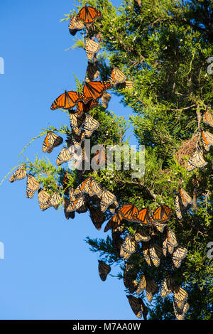 03536-05819 Monarch Schmetterlinge (danus Plexippus) Rastplätze in Ost Rotes Zedernholz (Juniperus virginiana) Prairie Ridge State Natural Area, Marion Co., Stockfoto