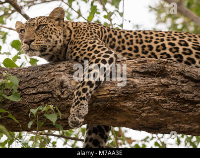 Leopard (Panthera pardus), Weibliche liegen auf Zweig, Mashatu Game Reserve, Tuli Block, Botswana Stockfoto