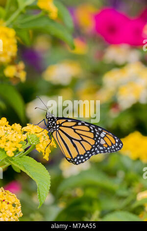 03536-06005 Monarch (danaus Plexippus) auf Lantana sp. Marion Co.IL Stockfoto