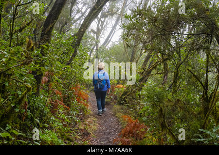 Frau Wandern auf Wanderweg im Nebelwald, Nationalpark Garajonay, La Gomera, Kanarische Inseln, Spanien Stockfoto