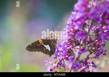 03551-00913 Silver-spotted Skipper Schmetterling (Epargyreus clarus) auf Butterfly Bush (sommerflieder davidii), Marion Co., IL Stockfoto