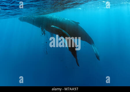 Buckelwale (Megaptera novaeangliae), Dam mit Kalb, Pazifischer Ozean, Rurutu, Französisch Polynesien Stockfoto