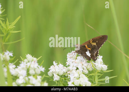 03551-00919 Silver-spotted Skipper (Epargyreus clarus) auf schlanken Mountain Mint (pycnanthemum Tenuifolium) Marion Co.IL Stockfoto