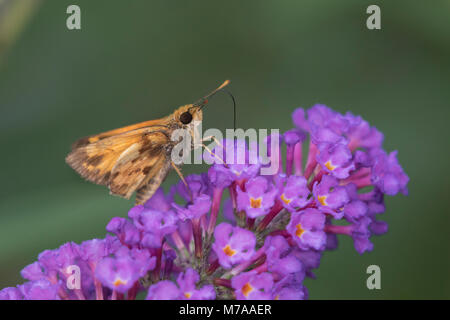 03716-00309 Pecks Skipper (Polites peckius) auf Butterfly Bush (Buddleja davidii) Marion Co.IL Stockfoto