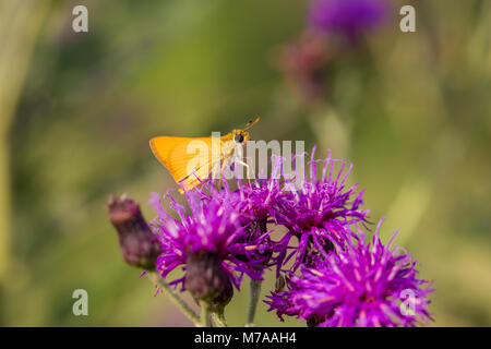 03731-00309 Delaware Skipper Schmetterling (Anatrytone Logan) auf Missouri missurica Ironweed (vernonia), Marion Co., IL Stockfoto