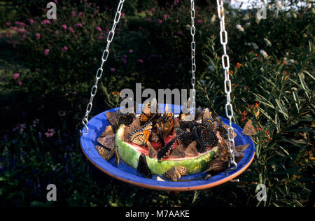 03845-002.03 Schmetterlinge auf Obst im Blumengarten Marion co.il Red-spotted Purple, Vizekönig, Tawny Kaiser, Hackberry Kaiser Stockfoto