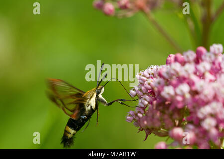 04005-00216 Clearwing Snowberry (Hemaris diffinis) auf Sumpf Seidenpflanze (Asclepias incarnata) Marion Co.IL Stockfoto