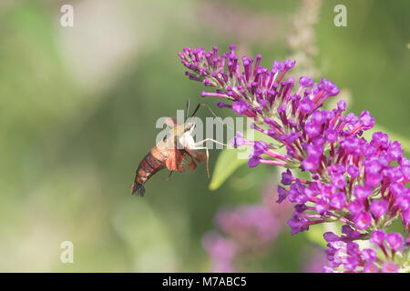 04014-00111 Kolibri (Hemaris thysbe Clearwing) auf Butterfly Bush (Buddleja davidii) Marion Co.IL Stockfoto