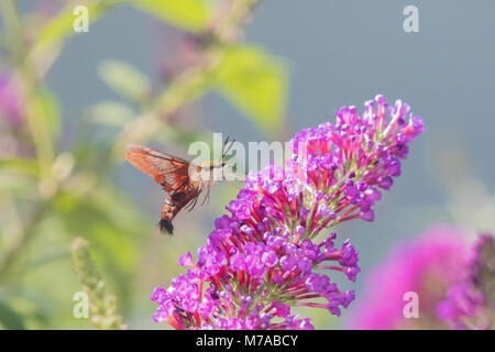 04014-00119 Kolibri (Hemaris thysbe Clearwing) auf Butterfly Bush (Buddleja davidii) Marion Co.IL Stockfoto