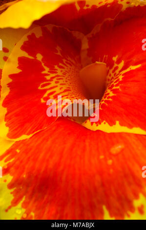 Nahaufnahme eines Hibiskus Blume im Garten der Schmetterlinge Catarata Rio Fortuna. Stockfoto