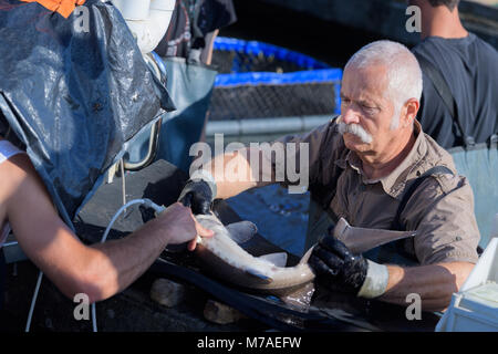 Vet examinating Stör in der Fischzucht Stockfoto