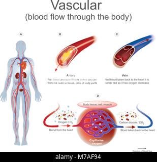Rotes Blut Druck es dichten Sauerstoff aus dem Herzen zu Gewebe, Zellen oder Körperteile haben. Rotes Blut zurück zum Herzen es ist dunkler Rot als Er hat Ochsen genommen Stock Vektor