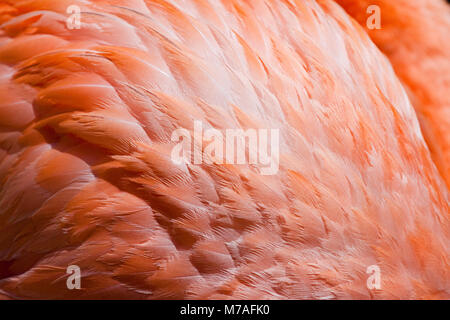 Feder Detail eines größeren Flamingo, Phoenicopterus Gummi, in einem Teich auf der Insel Bonaire, in der Karibik. Stockfoto