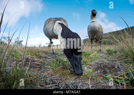 Die Hawaii-gans (ausgesprochen Nay Nay), Nesochen sandvicensis, ist eine endemische land Vogel, eine gefährdete Art, und die Hawaii State Bird, Haleakala Nationa Stockfoto