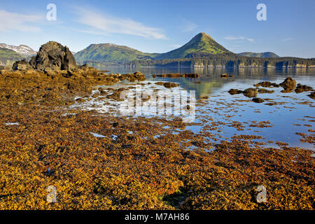 Nordamerika, USA, Alaska, Kodiac Insel, Monakshak Bay, Berge, Küsten Berge, Küste, Berge, Bucht, Algen, Ebbe, Stockfoto