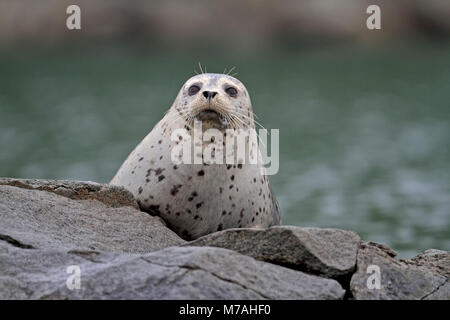 Nordamerika, USA, Alaska, Kodiac Insel, Kukak Bucht, Dichtung, Phoca vitulina, Stockfoto