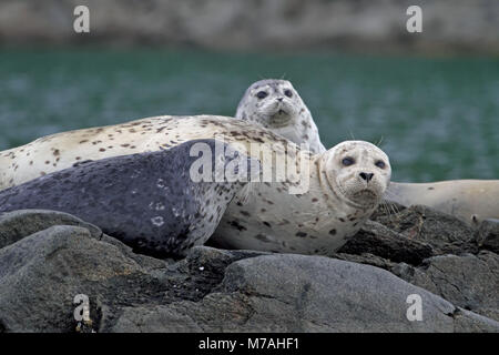 Nordamerika, USA, Alaska, Kodiac Insel, Kukak Bucht, Dichtungen, Phoca vitulina, Stockfoto