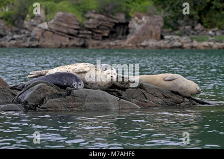 Nordamerika, USA, Alaska, Kodiac Insel, Kukak Bucht, Dichtungen, Phoca vitulina, Stockfoto