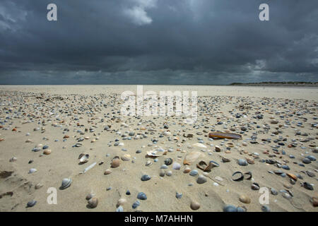 Dunkle Wolken über der Sandbank übersät mit Muscheln am Osterhook im Osten der ostfriesischen Insel Baltrum. Stockfoto