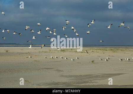 Schwarm Möwen am Strand der Insel Baltrum. Stockfoto