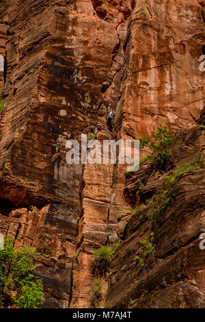 Die USA, Utah, Washington County, Springdale, Zion National Park, Zion Canyon, Steilwand im Tempel der Sinawava Stockfoto