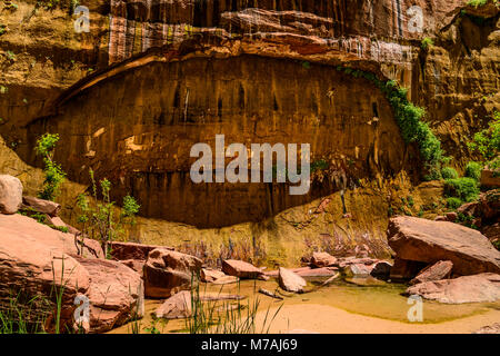 Die USA, Utah, Washington County, Springdale, Zion National Park, Zion Canyon, Gumpe, Teich am Tempel von Sinawava Stockfoto